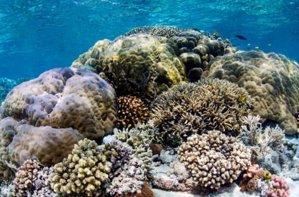 diverse coral reef in Raja Ampat
