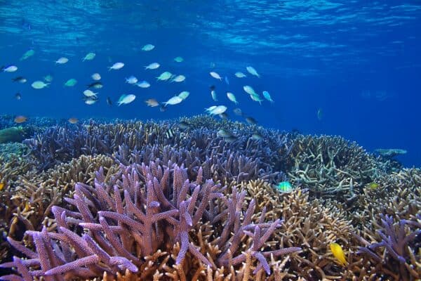 Coral reef in palau