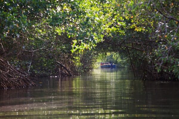 boat tour of Caroni Swamp