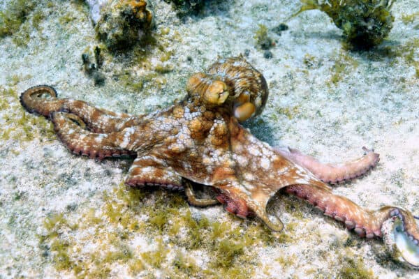 Common Octopus Cuba