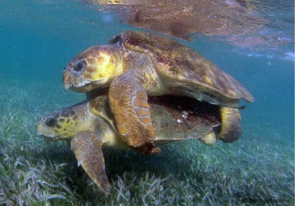 sea turtles in Belize