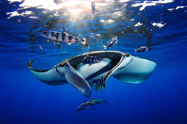 manta ray with fish
