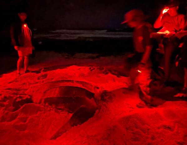 volunteers with nesting sea turtle
