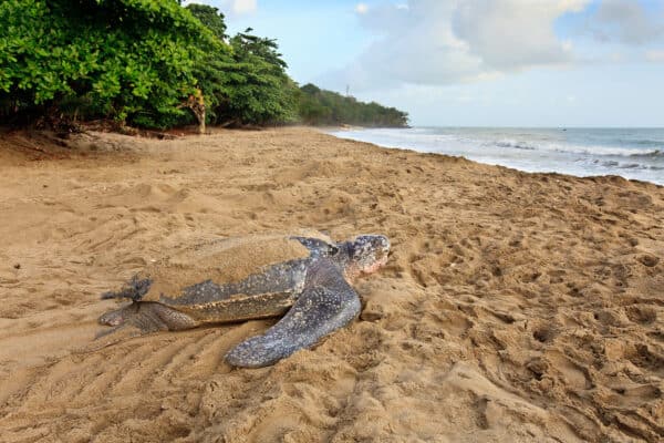 leatherback turtle trinidad