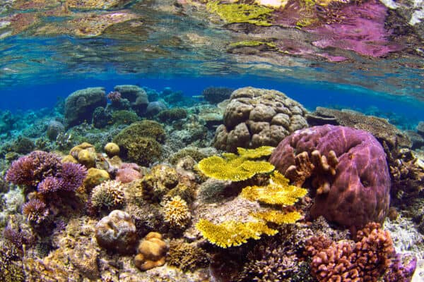 coral reef Raja Ampat