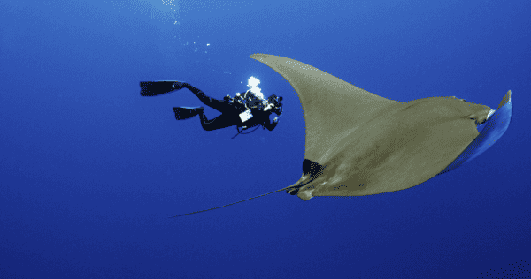 scuba diver with manta ray