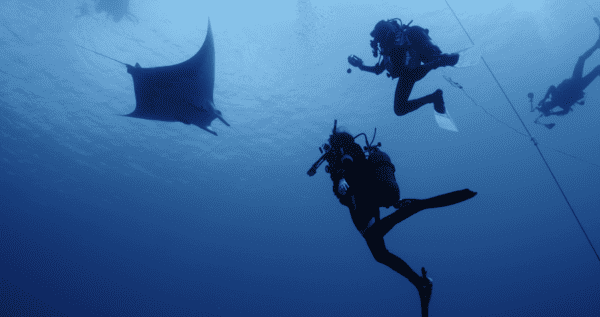 diving with manta rays in the Azores
